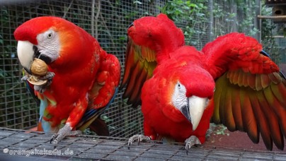 LoroParque2016 (48).jpg