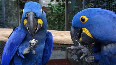 LoroParque2016 (49).jpg