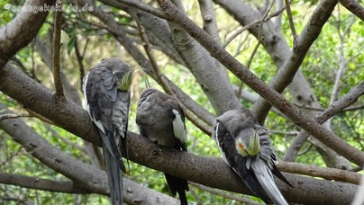 LoroParque2016 (5).jpg