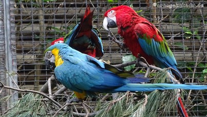 LoroParque2016 (50).jpg