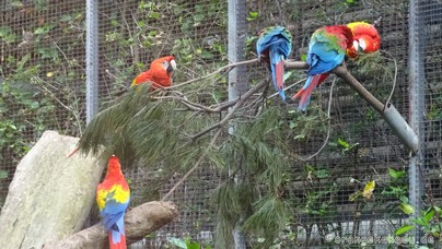 LoroParque2016 (51).jpg