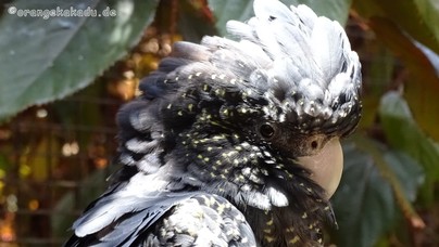 LoroParque2016 (52).jpg