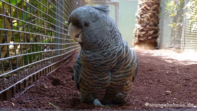 LoroParque2016 (54).jpg