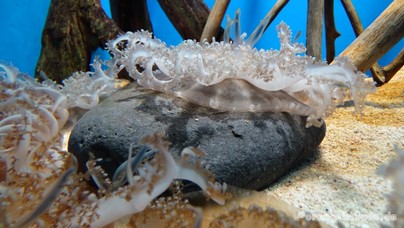 LoroParque2016 (55).jpg