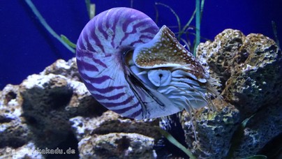 LoroParque2016 (56).jpg