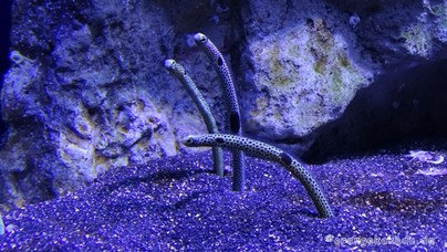 LoroParque2016 (57).jpg