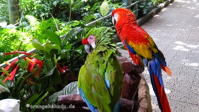 LoroParque2016 (58).jpg