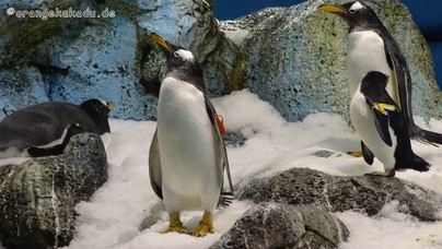 LoroParque2016 (59).jpg