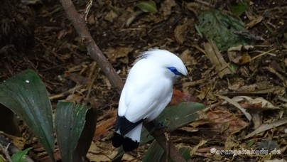 LoroParque2016 (6).jpg