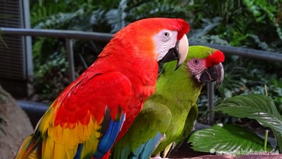 LoroParque2016 (60).jpg