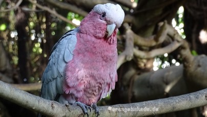 LoroParque2016 (61).jpg