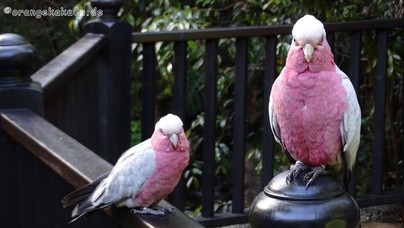 LoroParque2016 (62).jpg