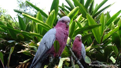 LoroParque2016 (63).jpg