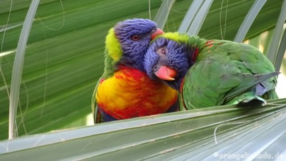 LoroParque2016 (64).jpg