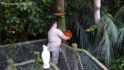 LoroParque2016 (65).jpg