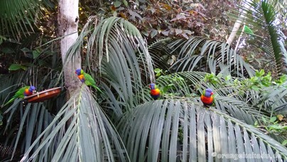 LoroParque2016 (66).jpg