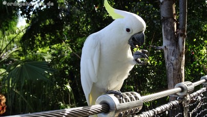 LoroParque2016 (68).jpg