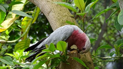 LoroParque2016 (7).jpg