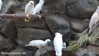 LoroParque2016 (70).jpg