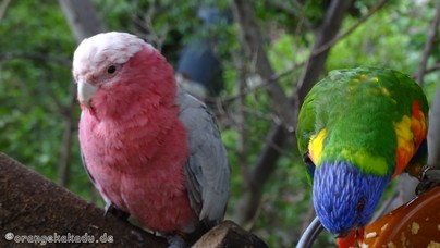 LoroParque2016 (71).jpg