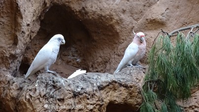 LoroParque2016 (72).jpg