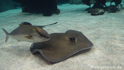 LoroParque2016 (73).jpg