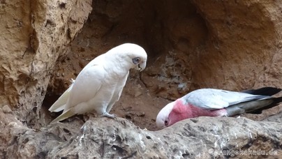 LoroParque2016 (74).jpg