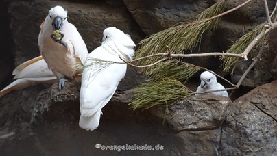 LoroParque2016 (75).jpg