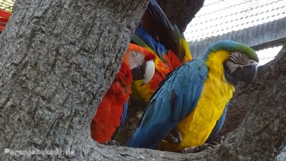 LoroParque2016 (76).jpg