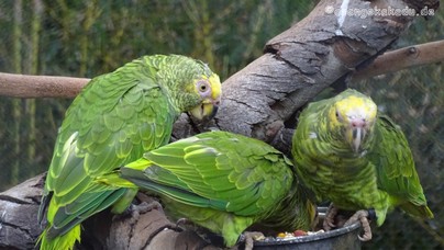 LoroParque2016 (77).jpg