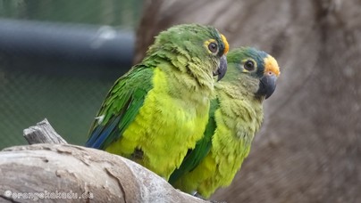 LoroParque2016 (78).jpg