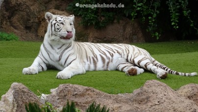 LoroParque2016 (79).jpg