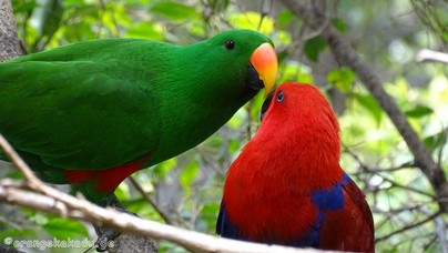 LoroParque2016 (8).jpg