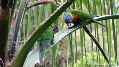 LoroParque2016 (80).jpg