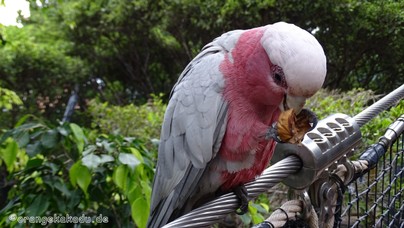 LoroParque2016 (81).jpg