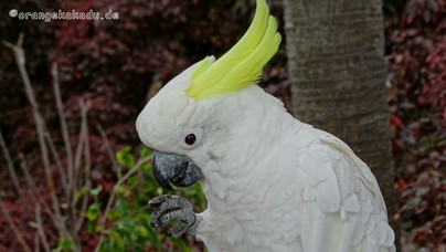 LoroParque2016 (82).jpg