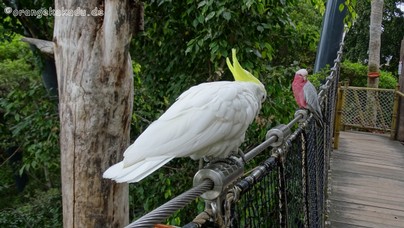 LoroParque2016 (83).jpg