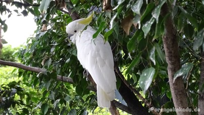 LoroParque2016 (84).jpg