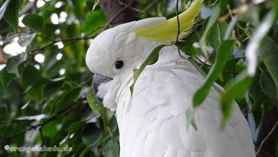 LoroParque2016 (85).jpg