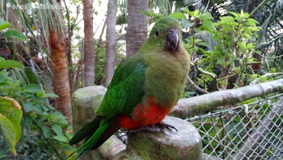 LoroParque2016 (86).jpg