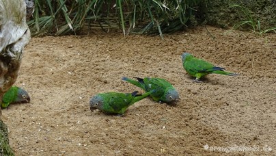 LoroParque2016 (87).jpg