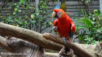 LoroParque2016 (88).jpg