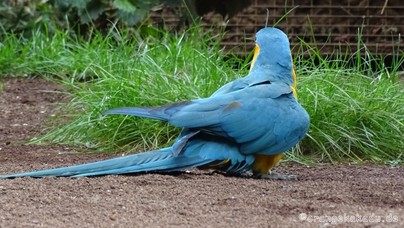 LoroParque2016 (89).jpg