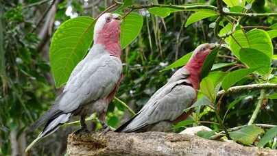 LoroParque2016 (9).jpg