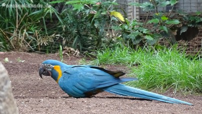 LoroParque2016 (90).jpg