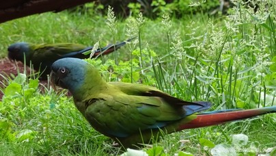 LoroParque2016 (91).jpg