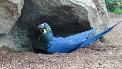 LoroParque2016 (92).jpg