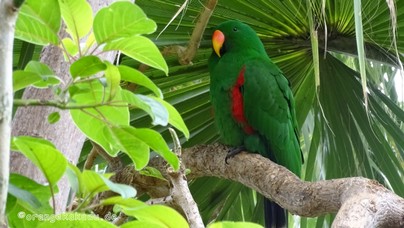 LoroParque2016 (93).jpg