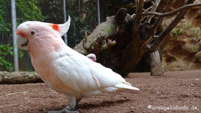 LoroParque2016 (94).jpg