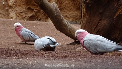 LoroParque2016 (95).jpg